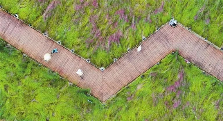 2024深圳大鹏粉色花海赏花攻略